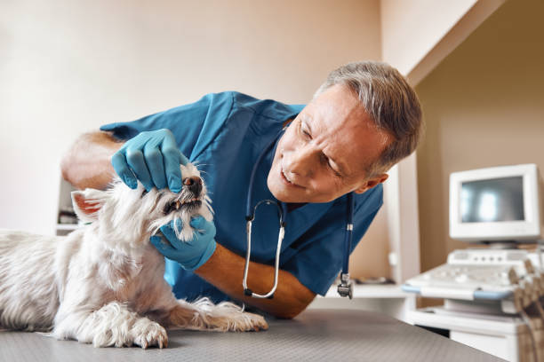 Best Emergency Wisdom Tooth Extraction in Moriarty, NM
